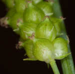 Limestone meadow sedge